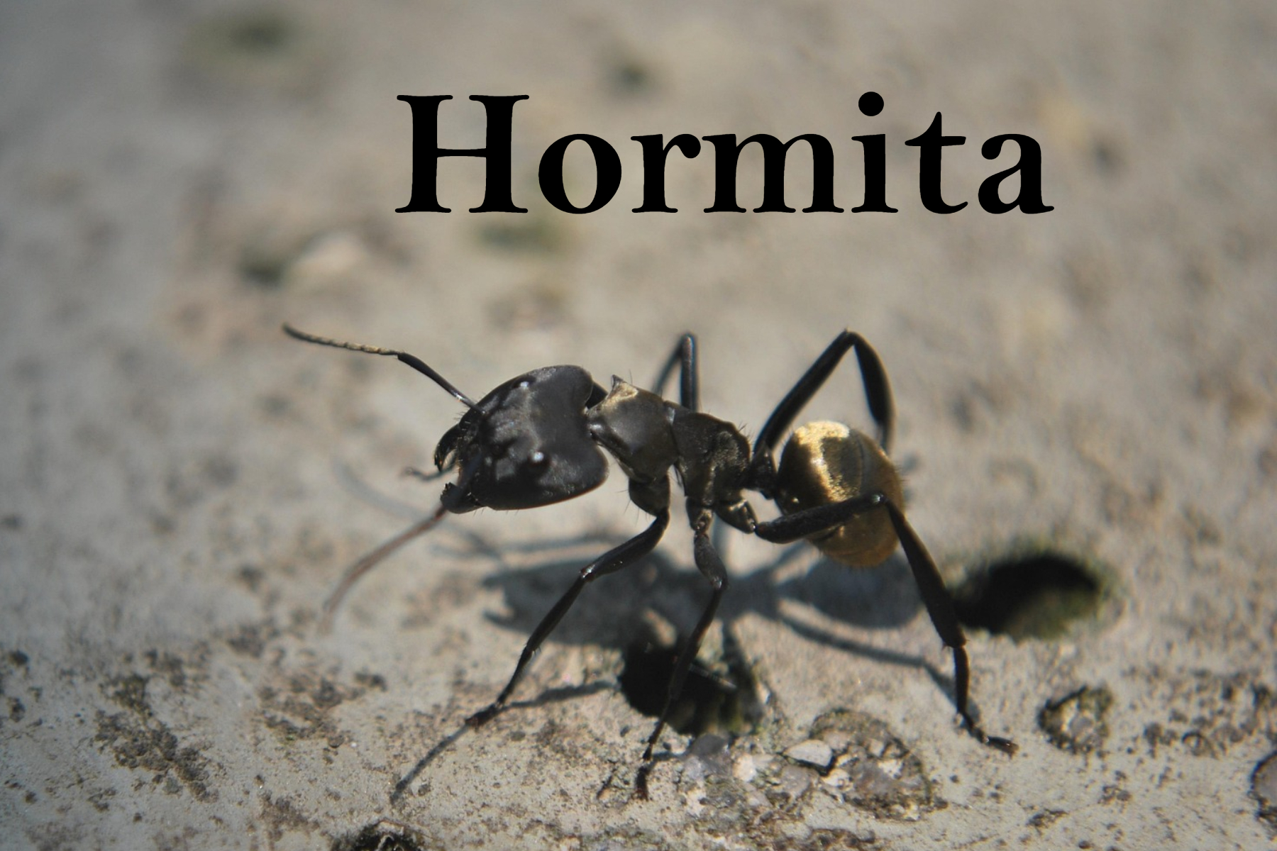 Hormita: How It Influences Our Daily Lives